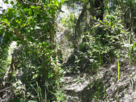#9: Caminhada pela trilha, dentro da floresta - hiking by the track, inside the forest