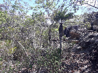 #11: Pedras e mato - rocks and bush