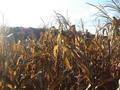#6: Corn field 700 m behind the confluence