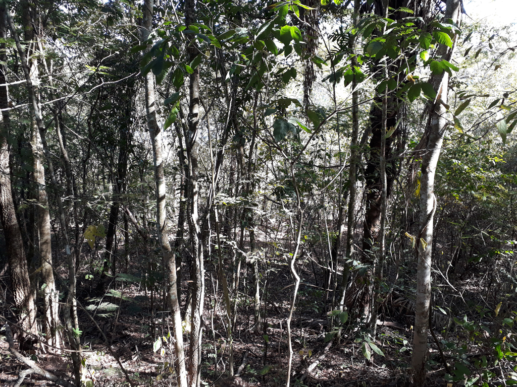 Caminhada parte 3: descida pela mata - hiking part 3: descending by the forest