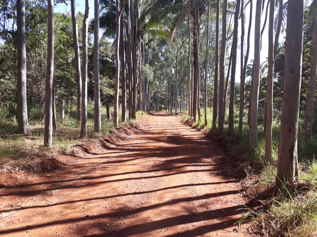 Caminhada parte 1: bela estrada cercada de árvores - hiking part 1: beautiful road surrounded by trees