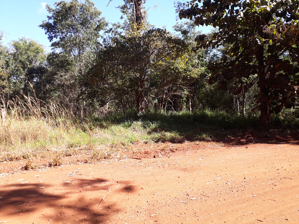 Caminhada parte 2: deixando a estrada e entrando no mato - hiking part 2: leaving the road and entering in the bush