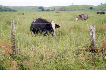 #1: Cow at the confluence