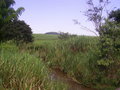 #7: Visão a partir da linha de trem: riacho, área alagada e canavial ao fundo - view from the railway: stream, flooded field and sugar-cane plantation in the background