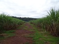 #6: Camino entre las cañas. Path among cane field