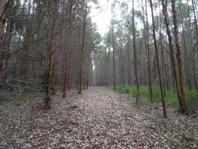 Senda en el bosque. Path in the forest