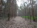 #7: Senda en el bosque. Path in the forest
