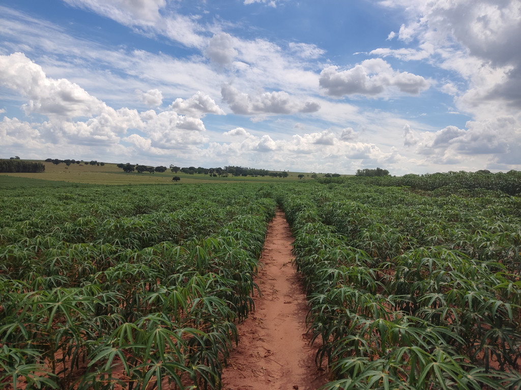 Vis&atilde;o geral - general view