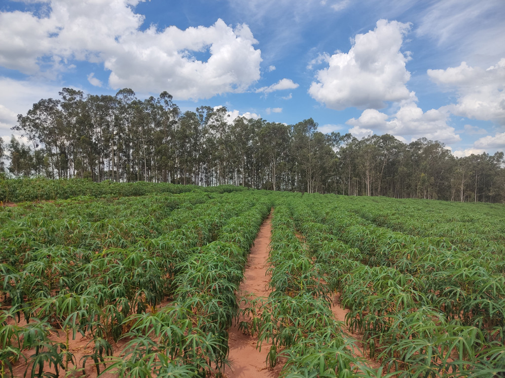 Vis&atilde;o leste - east view