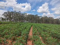 #4: Vis&atilde;o leste - east view