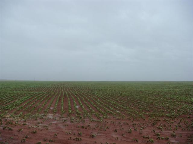 Soy fields close to CP