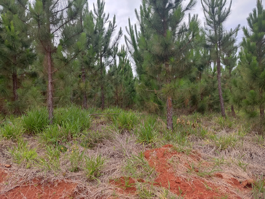 Vis&atilde;o sul - south view