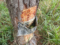 #12: Coleta de resina do pinheiro - collecting resin from the pine tree