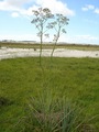 #8: Vegetation of restinga
