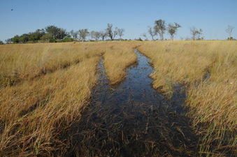 #1: Looking toward the confluence point with clear hippo tracks