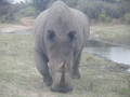 #3: Approaching Rhino