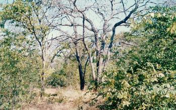 #1: Eastern Botswanan African woodland