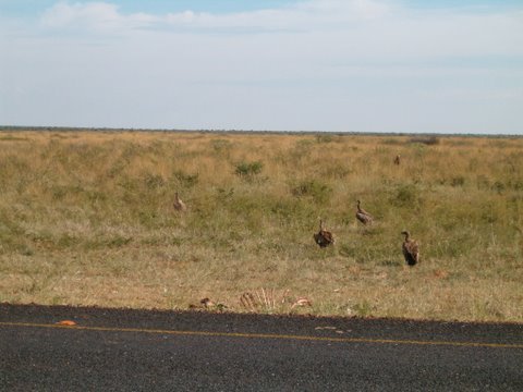 Vultures next to the road