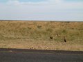 #6: Vultures next to the road