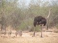 #3: Ostrich with family at the roadside