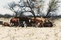 #8: Cattlepost in Kweneng, north-west slightly from Confluence