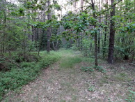 #8: Forest path / Лесная тропа