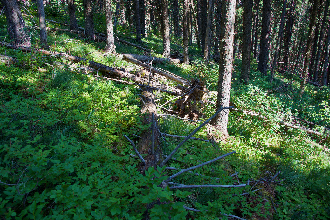 Ground cover at the confluence point