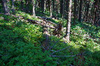 #5: Ground cover at the confluence point