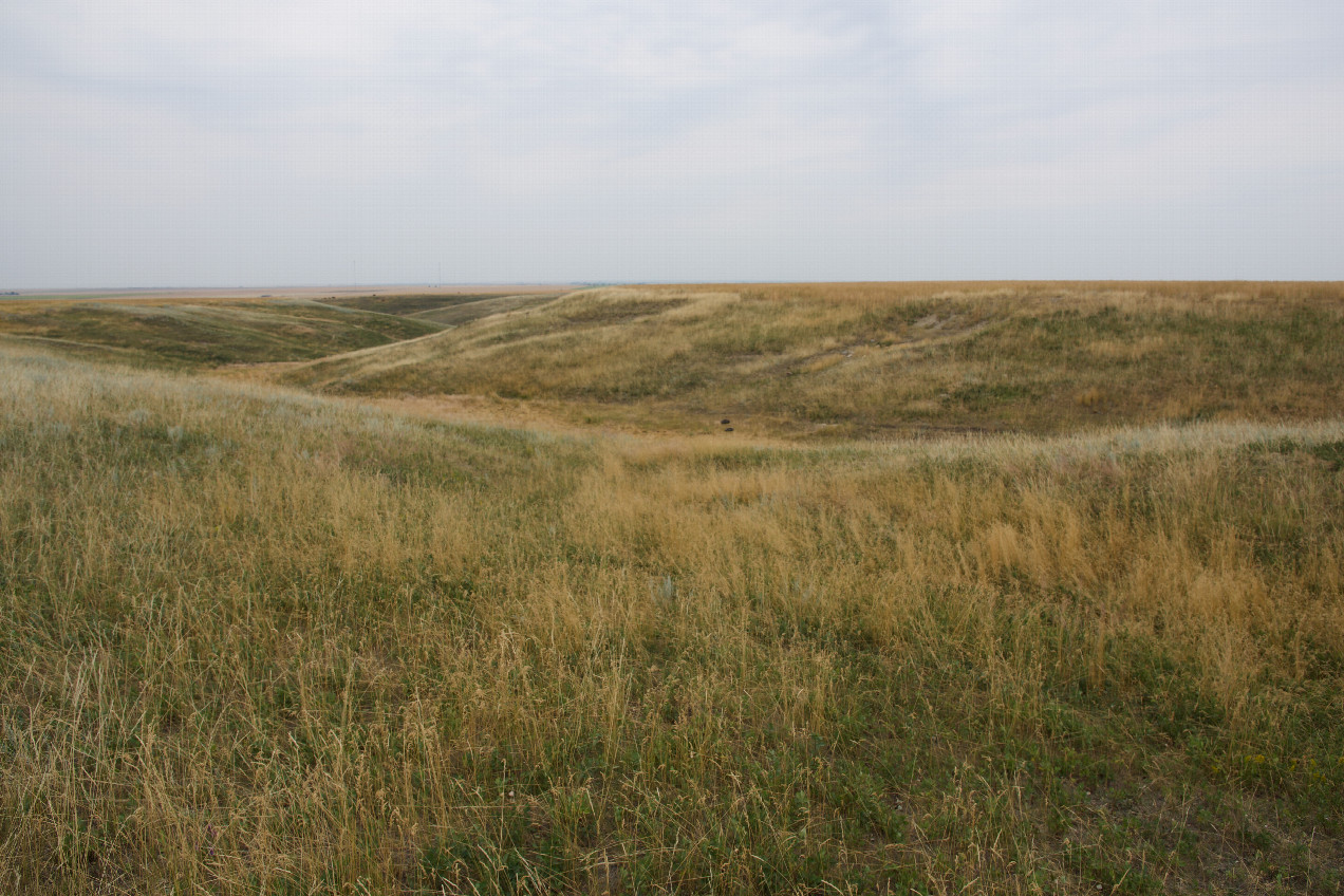 The confluence point lies in fallow ranchland, among long grass.  (This is also a view to the West.)