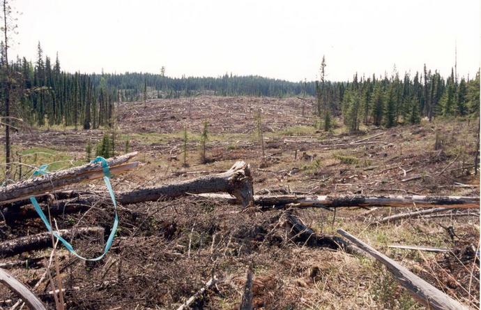 This is what "clear-cut" means.