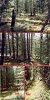 #2: Trees in all directions