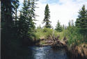 #6: Swift moving creek flowing through muskeg near confluence.