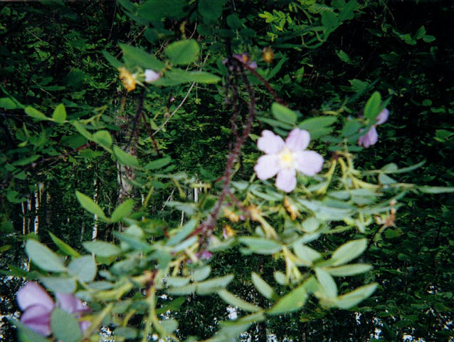 The Wild Rose is the floral emblem of the province of Alberta