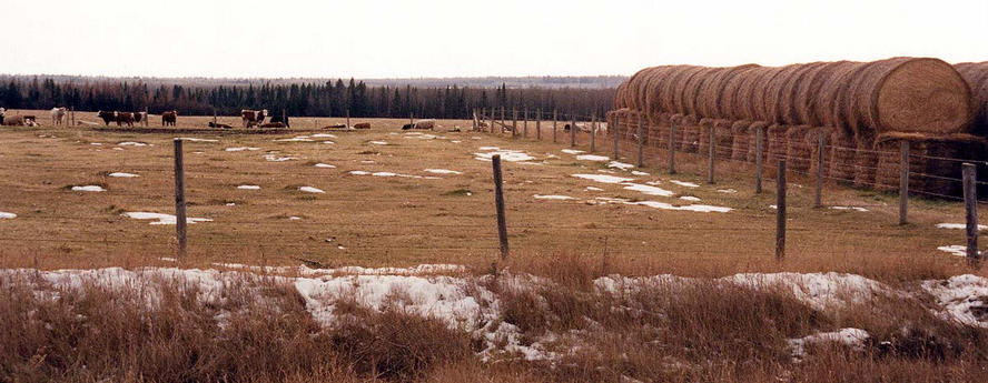Hayburners (cattle) with traces of snow in the field