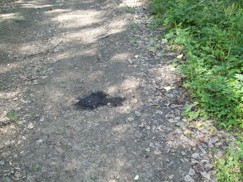 Bear scat from along the trail