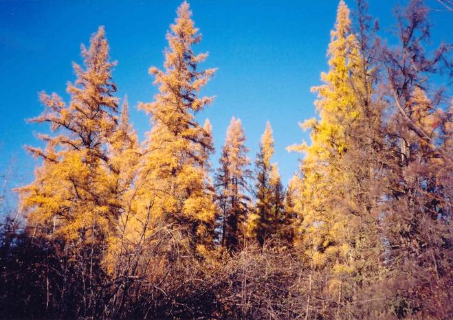 Larch trees near the confluence