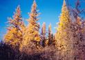 #4: Larch trees near the confluence