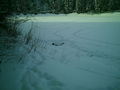 #7: Facing southwest with moose carcass and wolf tracks in the foreground