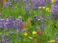#7: Alpine wildflowers