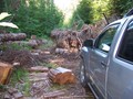 #6: the trees blocking the road