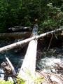 #8: where the trail crosses a tributary of the Gold River
