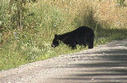 #2: Bear scampering across road near Eagle Creek