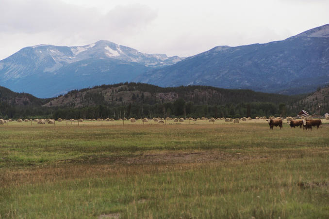 Field, mountains, and curious cows near Kleena Kleene