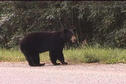 #2: Vidcap of one of the bears