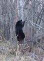 #8: A black bear near the confluence.