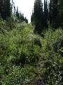 #9: Old firebreak or forest road close to confluence point