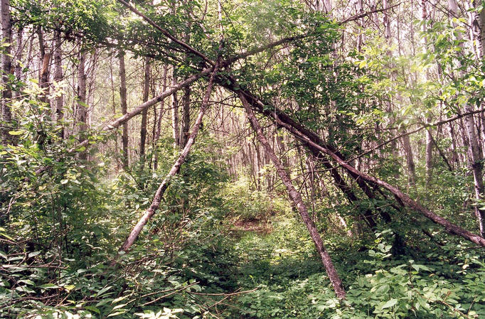 Mysterious structure over the trail at 52° 0.067"N  100° 0.348"W