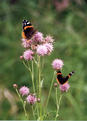 #8: Butterflies on thistles beside the trail