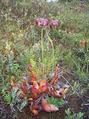 #9: The Provincial Flower of Newfoundland & Labrador, the Pitcher Plant, growing nearby.