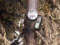 #4: Marker on dead spruce tree at 53N57W.